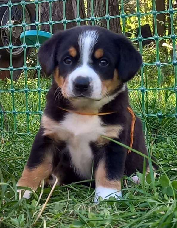 Собаки в Одинцово: Щенки энтлебухера зенненхунда Девочка, 55 000 руб. - фото 3