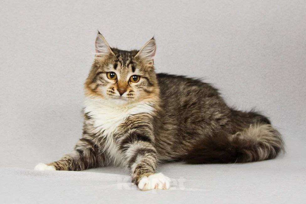 Кошки в Москве: Пушистая Бурка, кошка вашей мечты, у нас. Ждет вас. Девочка, Бесплатно - фото 4