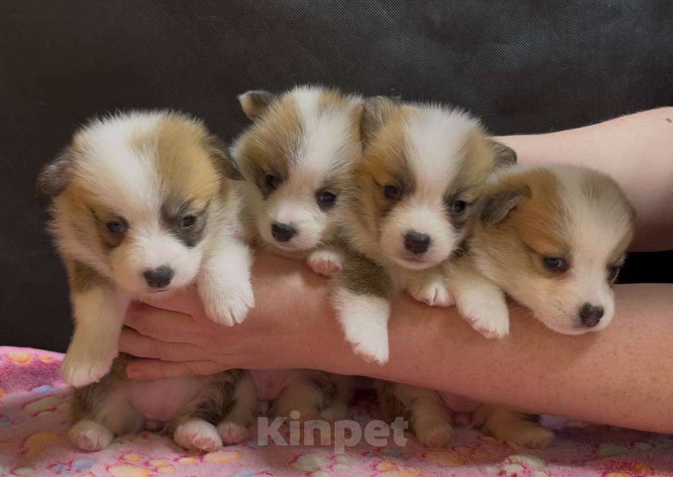 Собаки в других городах Московской области: Вельш корги пемброк чудесные девочки Девочка, 50 000 руб. - фото 4