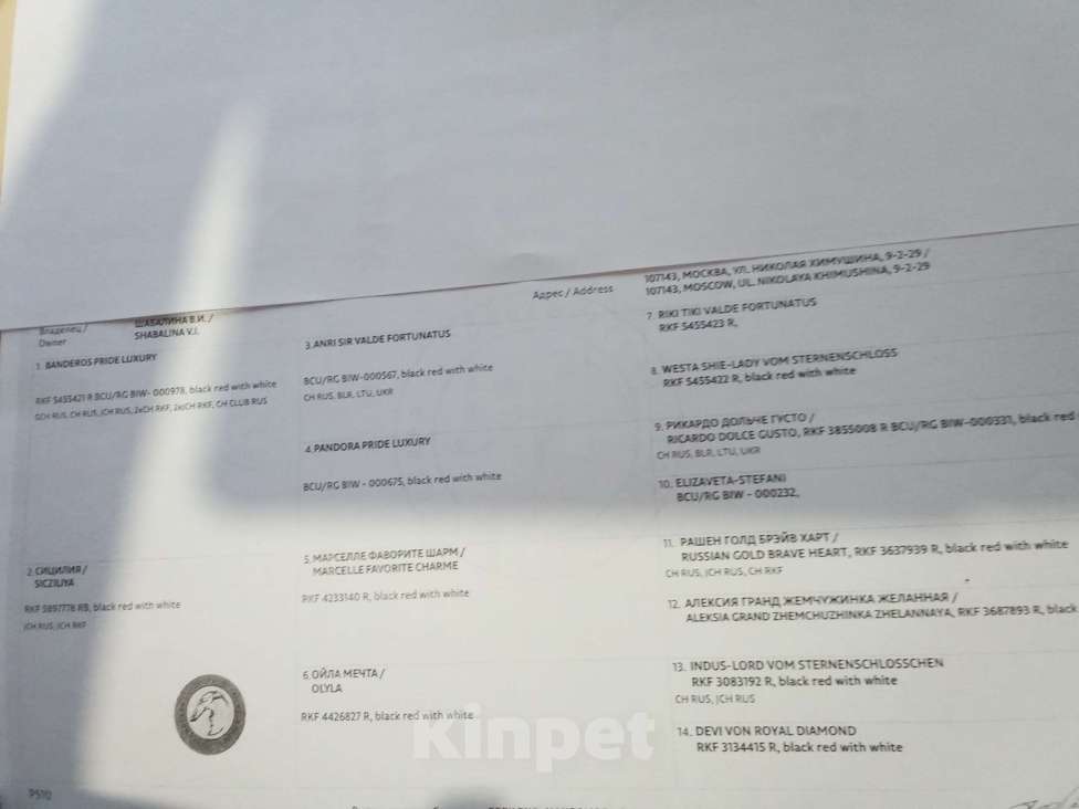 Собаки в Москве: Вязка бивер Мальчик, 5 000 руб. - фото 2