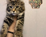 Кошки в Санкт-Петербурге: Котята мейн-кун  Девочка, 35 000 руб. - фото 8