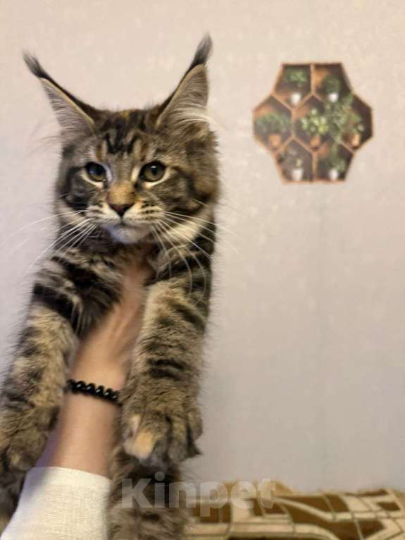 Кошки в Санкт-Петербурге: Котята мейн-кун  Девочка, 35 000 руб. - фото 8