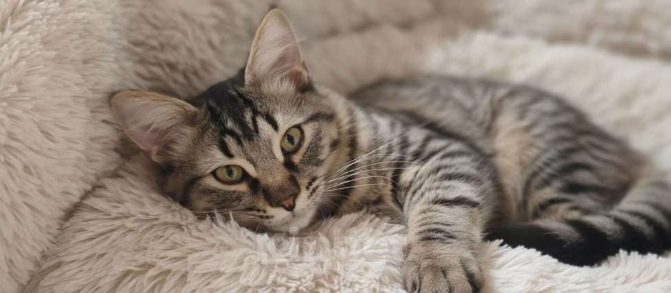 Кошки в Королеве: Котёнок Василий Мальчик, Бесплатно - фото 8