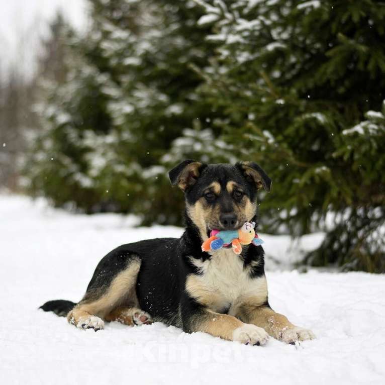 Собаки в Москве: щенок Ника ищет семью Девочка, Бесплатно - фото 2