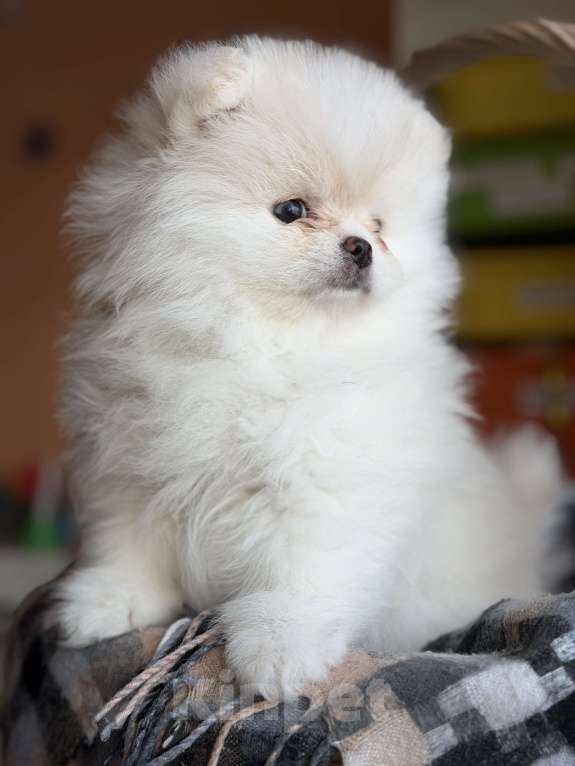 Собаки в Красногорске: Померанский шпиц Мальчик, 45 000 руб. - фото 1