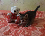 Кошки в Новосибирске: Котята в добрые руки Девочка, Бесплатно - фото 4