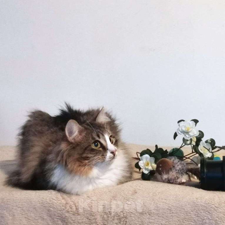 Кошки в Москве: Кошечку Дашу предавали дважды 💔 Самой лучшей кошечке никак не везет с людьми.. Девочка, Бесплатно - фото 2