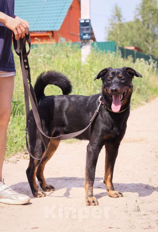 Собаки в Москве: Филу нужен дом  Мальчик, Бесплатно - фото 3