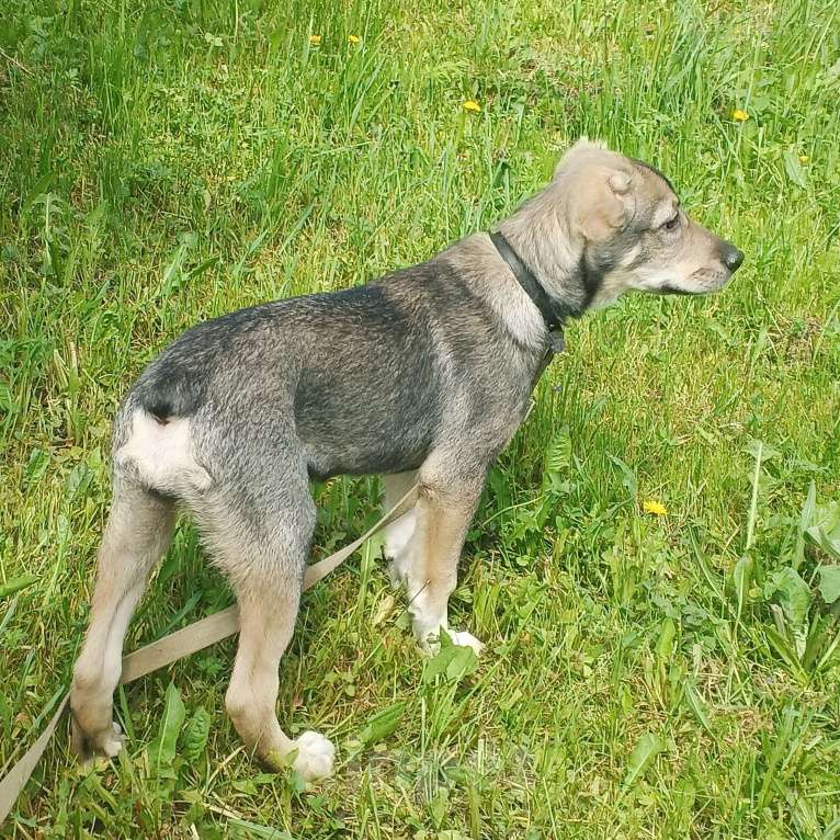 Собаки в Москве: Мини собака в добрые руки.  Девочка, 1 руб. - фото 5