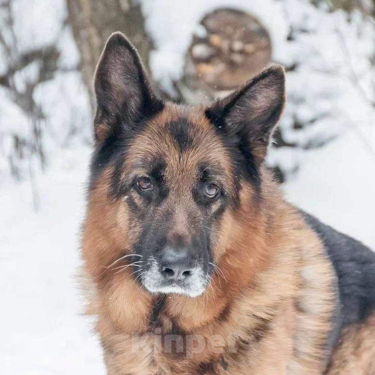 Собаки в Москве: Немецкая овчарка ищет дом Мальчик, Бесплатно - фото 1