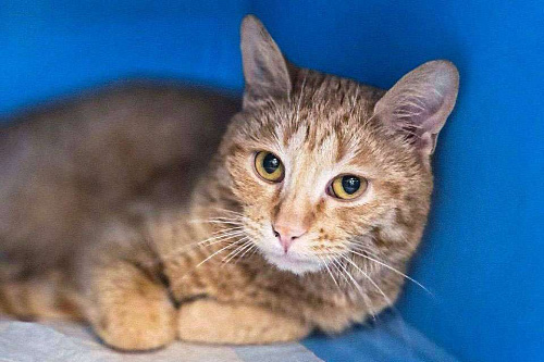 Кот Мотя остался без жилища и ищет дом!