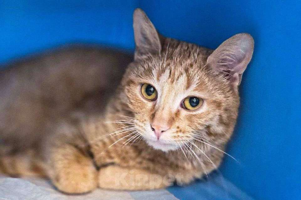 Кошки в Москве: Кот Мотя остался без жилища и ищет дом! Мальчик, Бесплатно - фото 1