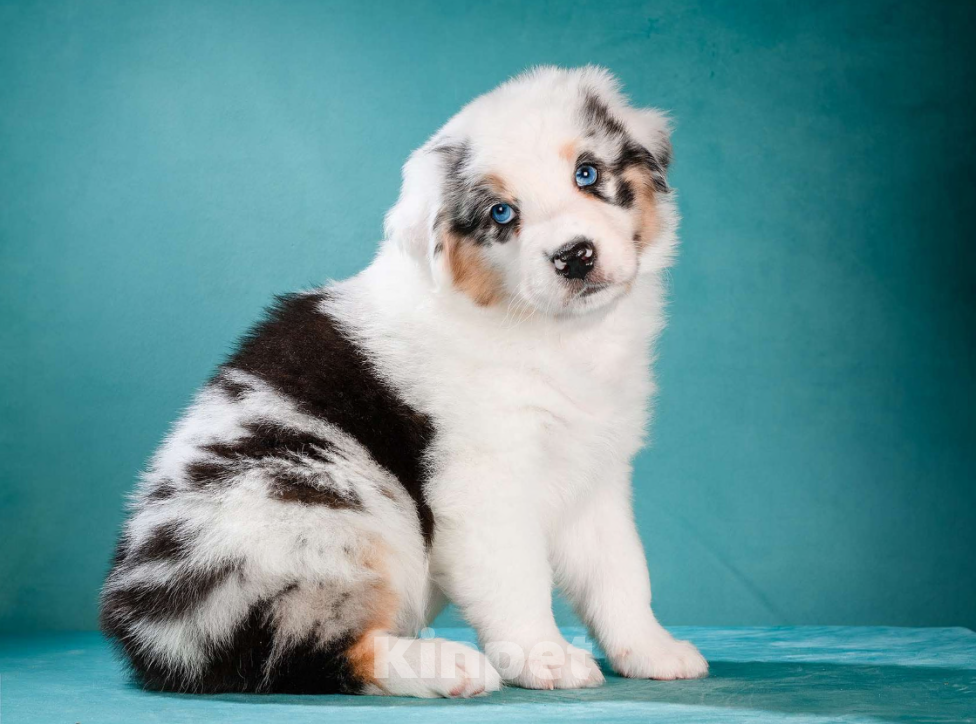 Собаки в других городах Московской области: Австралийская овчарка, аусси Мальчик, 150 000 руб. - фото 4
