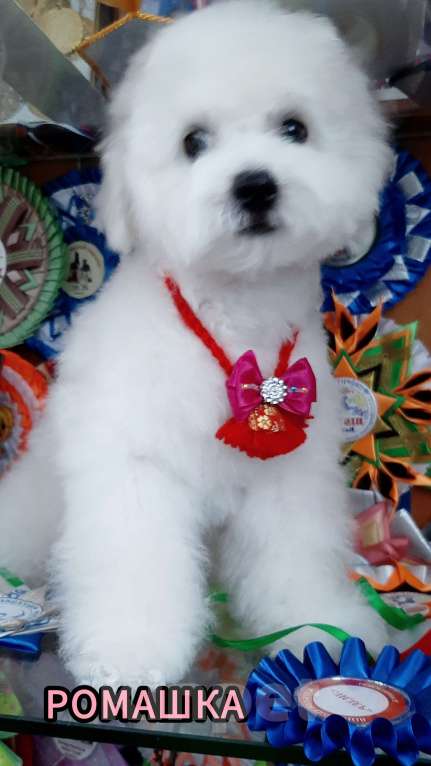 Собаки в Барнауле: Бишон фризе куколки Девочка, 65 000 руб. - фото 2