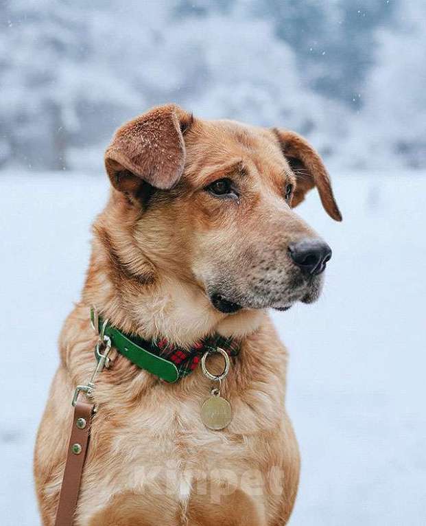 Собаки в Москве: Солнечный пес-компаньон Джек ищет дом Мальчик, Бесплатно - фото 2