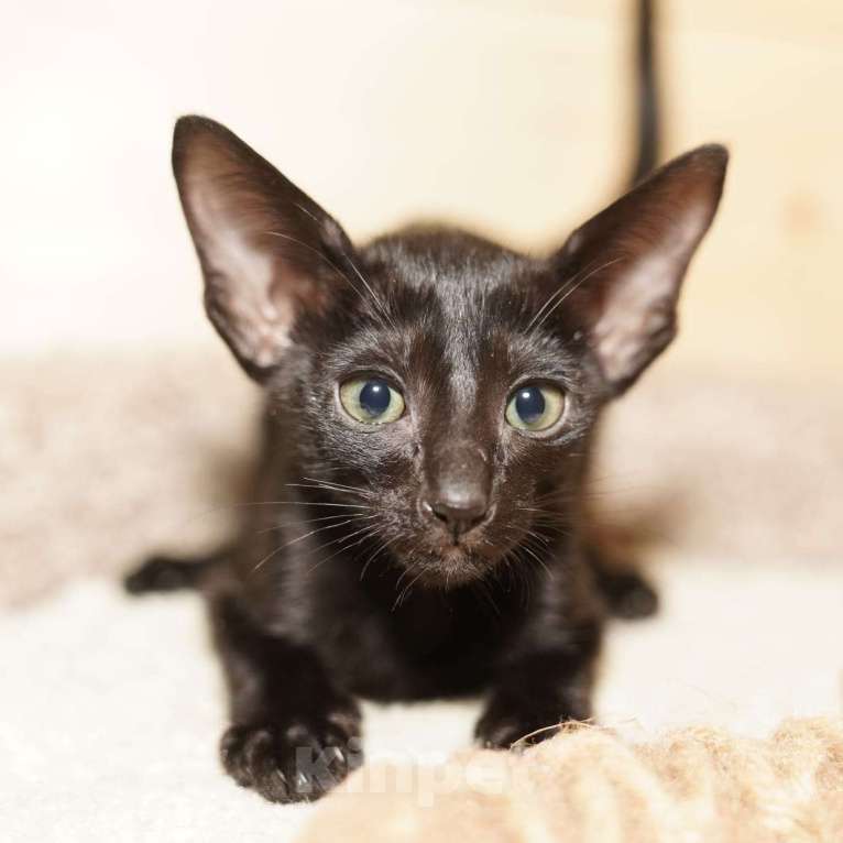 Кошки в Москве: Ориентальный 7-летний кот(тип классика - не экстремал) ищет невесту Мальчик, Бесплатно - фото 5