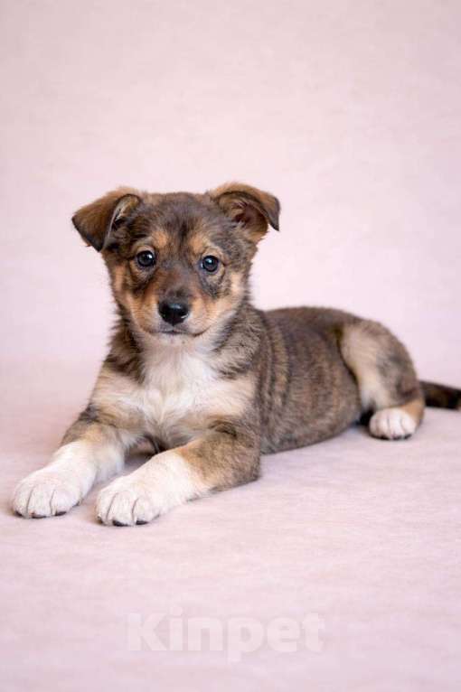 Собаки в Красногорске: Щенок Санта 2 месяца ждет свою семью Девочка, Бесплатно - фото 3