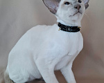 Кошки в Мурманске: Ориентальные котята 😺 Девочка, 40 000 руб. - фото 4
