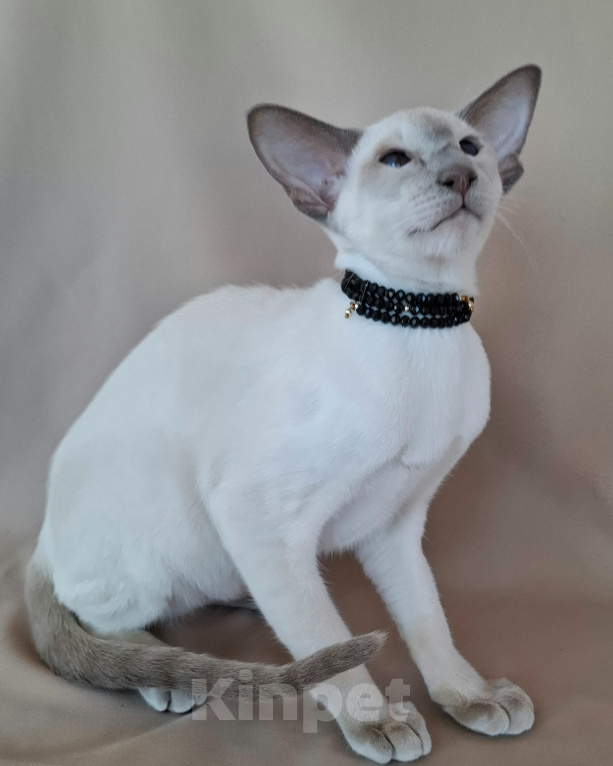Кошки в Мурманске: Ориентальные котята 😺 Девочка, 40 000 руб. - фото 4