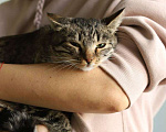Кошки в Москве: Мама Марусенька в заботливые руки! Девочка, Бесплатно - фото 1