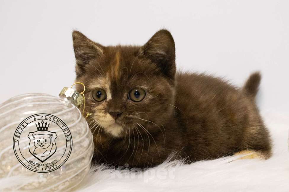 Кошки в Люберцах: Британский котенок Девочка, 50 000 руб. - фото 2