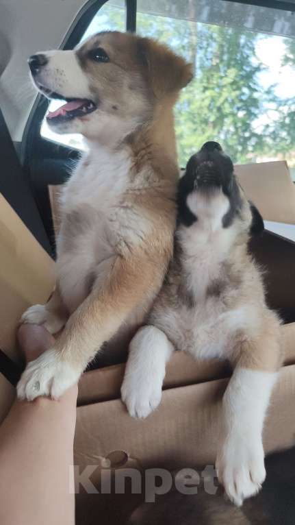 Собаки в других городах Московской области: Пупырка Девочка, Бесплатно - фото 7