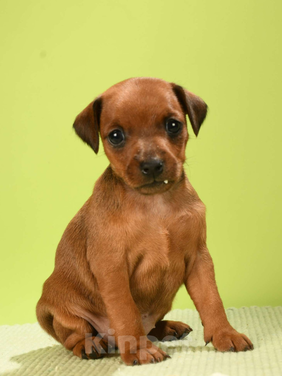 Собаки в Москве: Сука цвергпинчера Девочка, 50 000 руб. - фото 1