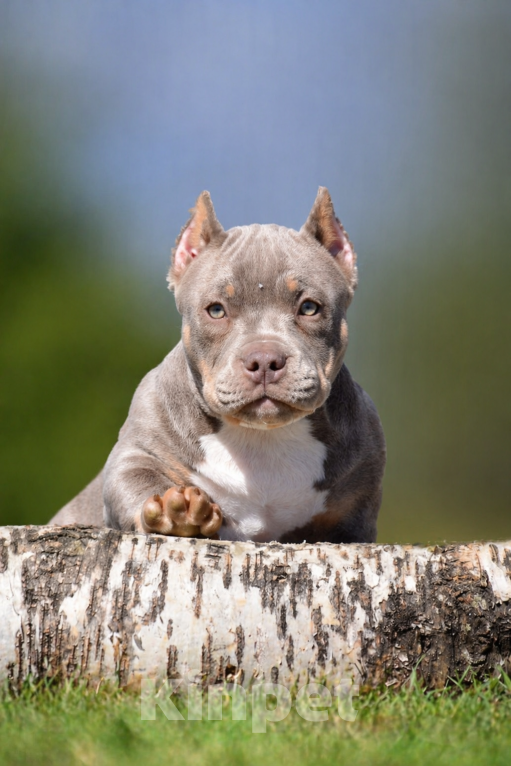 Собаки в Москве: Булли Американский щенок Девочка, Бесплатно - фото 2