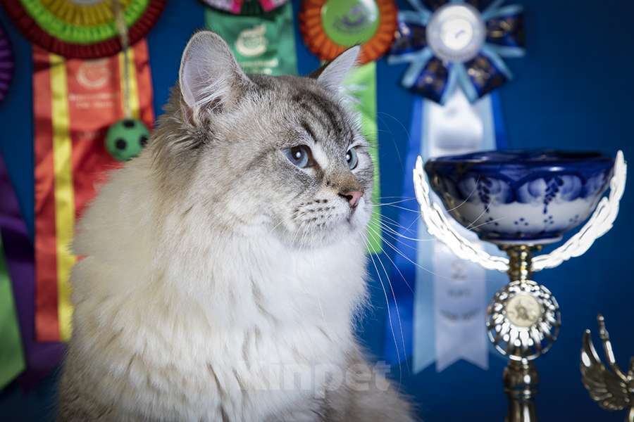 Кошки в других городах Московской области: В добрые руки Мальчик, Бесплатно - фото 3