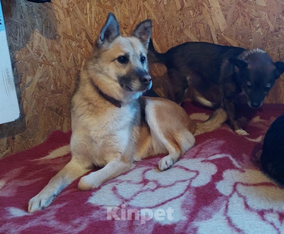 Собаки в Подольске: Рыжику очень нужен дом  Мальчик, Бесплатно - фото 2