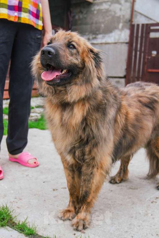 Собаки в Москве: Ласкуша Тигруля в поисках дома и хозяина. Мальчик, Бесплатно - фото 9