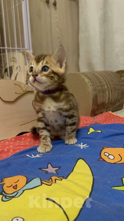 Кошки в других городах Московской области: Бенгальский котик браун Мальчик, 90 000 руб. - фото 7
