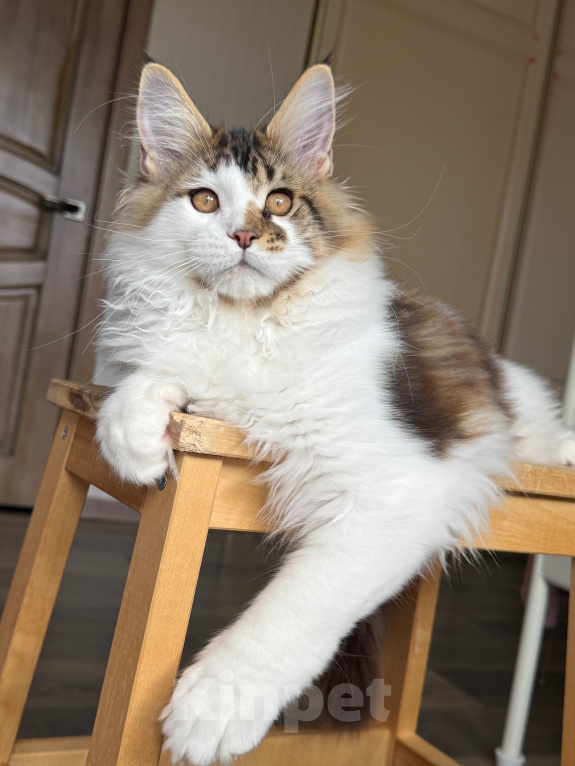 Кошки в Барнауле: Котенок мейн-куна Степа Мальчик, Бесплатно - фото 6
