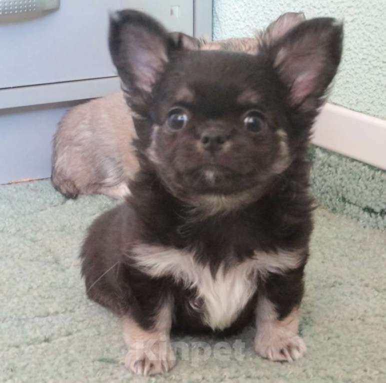 Собаки в Санкт-Петербурге: чихуахуа шоу мальчик Мальчик, 150 000 руб. - фото 5