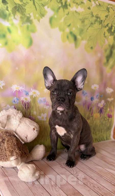 Собаки в Севастополе: Щенок французского бульдога Девочка, 40 000 руб. - фото 1