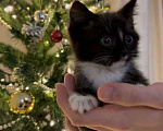 Кошки в Москве: котята ищут дом Мальчик, Бесплатно - фото 2
