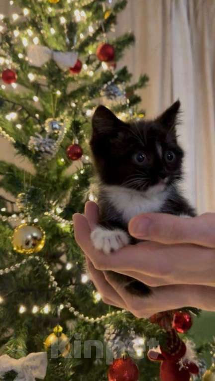 Кошки в Москве: котята ищут дом Мальчик, Бесплатно - фото 2