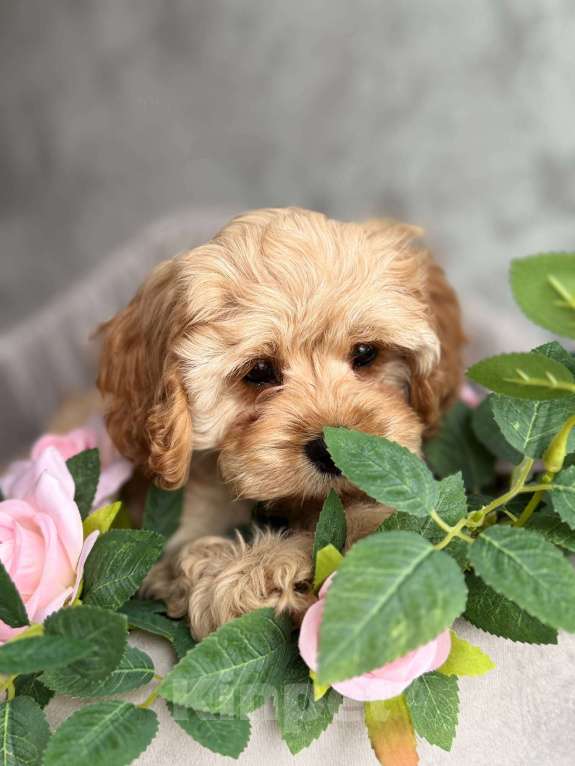 Собаки в Москве: Кавапу щенок Девочка, Бесплатно - фото 2