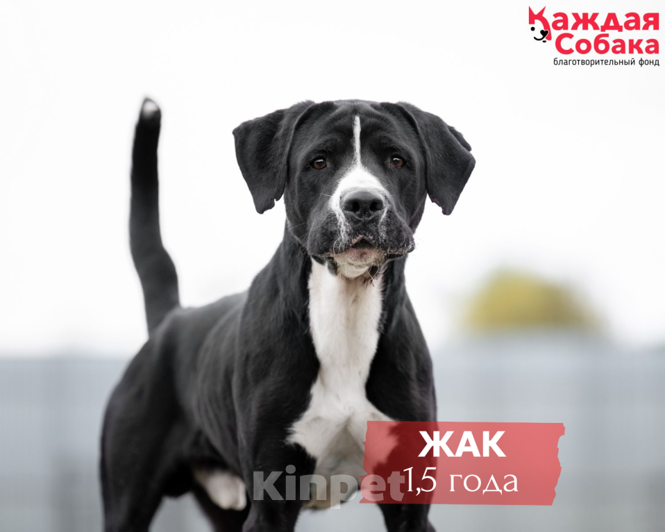 Собаки в других городах Московской области: ⚡ Чёрная молния Жак ищет дом! ⚡ Мальчик, Бесплатно - фото 1