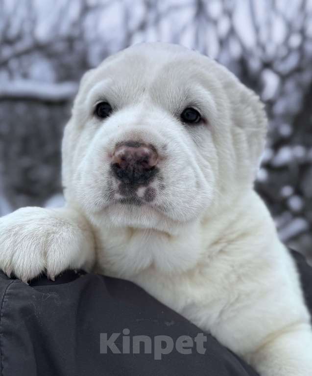 Собаки в Санкт-Петербурге: Жадал Мальчик, 70 000 руб. - фото 1