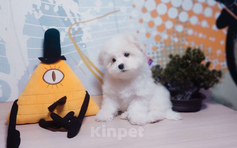 Собаки в Москве: Бишончик Девочка, 90 000 руб. - фото 2