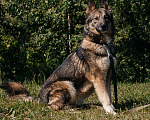 Собаки в Химках: Активная красотка Девочка, Бесплатно - фото 5