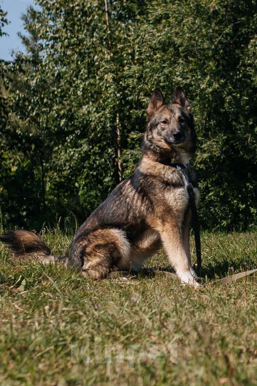 Собаки в Химках: Активная красотка Девочка, Бесплатно - фото 5