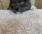 Кошки в Коломне: Пропал кот Мальчик, Бесплатно - фото 2