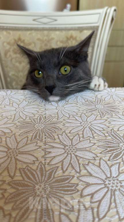 Кошки в Коломне: Пропал кот Мальчик, Бесплатно - фото 2