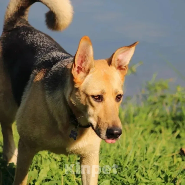 Собаки в других городах Московской области: Дина. Вся такая ладненькая девочка-мечта. Девочка, Бесплатно - фото 4