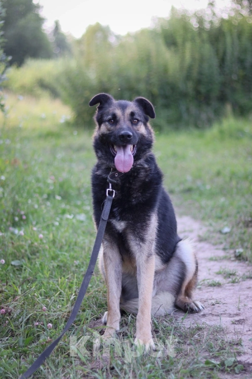Собаки в Подольске: Джеймс, кобель 3х лет в добрые руки  Мальчик, Бесплатно - фото 2