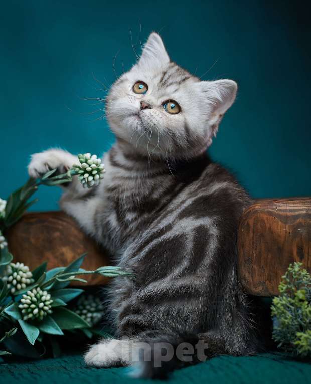 Кошки в Барнауле: Кошечка - страйт Тринити🧡 Девочка, Бесплатно - фото 1