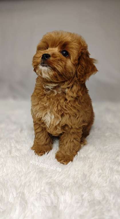 Собаки в Москве: Мальтипу GOLDEN мальчик Мальчик, 140 000 руб. - фото 2