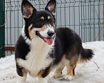 Собаки в Санкт-Петербурге: Черноголовый подрощенный Элвис Мальчик, 70 000 руб. - фото 2